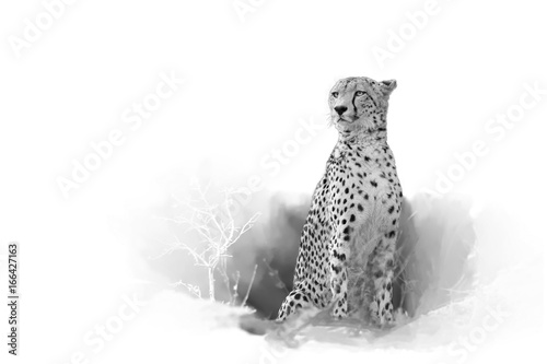 gepard-acinonyx-jubatus-odizolowywajacy-na-bialym-tle
