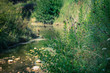 © Kevin - calme en ruisseau