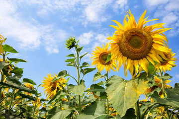 Wall Mural - flower of a bright yellow sunflower against the sky