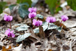 Spring flowers on the background of fallen leaves, Cyclamen Kuznetsova - endemic of Crimea, endangered species, macro