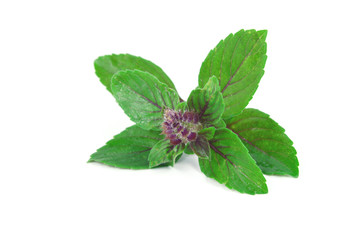 Leaves and flower of Ocimum sanctum, holy basil, or tulasi or tulsi  on white background.
Ocimum sanctum in Thai name is Kaphrao.
