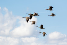 Group Or Gaggle Of Canada Geese (Branta Canadensis) Flying, In Flight Against Fluffy White Clouds