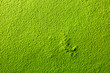 powdered green matcha tea image background