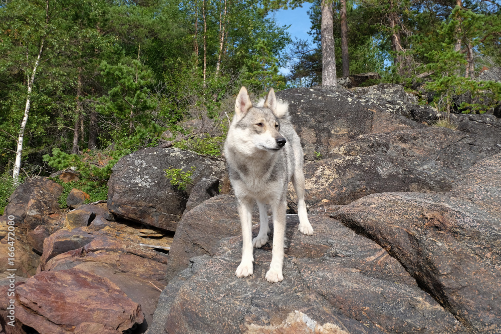siberian hunting dog