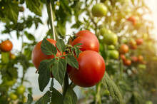 Macro, Closeup Of Beautiful Fresh Organic Tomatoes On Branch , Unpicked In Greenhouse 