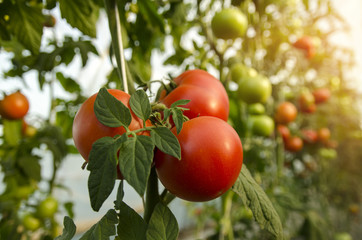 Macro, closeup of beautiful fresh organic tomatoes on branch , unpicked in greenhouse 