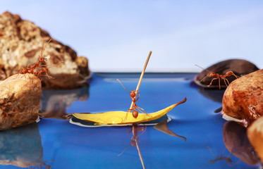 Wall Mural - ant paddle a boat crossing water, teamwork concept