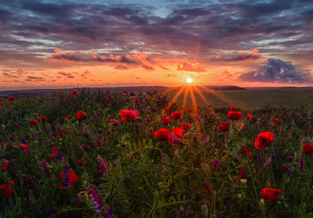 Poppies at Sunset