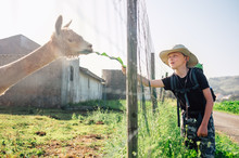 Boy Traveler Feeds A Llama On Llama Farm