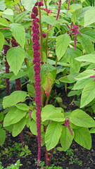 Wall Mural - Amaranthus caudatus flowerhead, also known as the Love Lies Bleeding flower