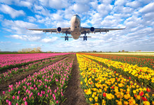 Airplane. Landscape With Passenger Airplane Is Flying In The Blue Sky With Clouds Over The Flowers Field At Colorful Sunset In Netherlands. Passenger Airliner Is Landing. Commercial Plane And Tulips