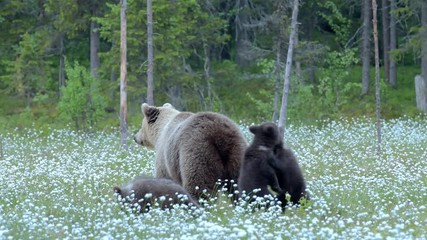 Wall Mural - Brown bear mother with three cubs in the middle of the cotton grass in a Finnish bog. Two cubs are playing constantly.