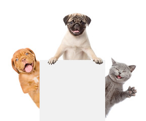 Poster - Cat and Dogs peeking above white banner. isolated on white background