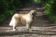 © makarova - Golden retriever on the dirt road.