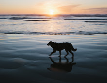 Dog Running On Beach At Dusk