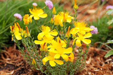 hypericum yellow flowers on flowerbed. blooming in the garden.