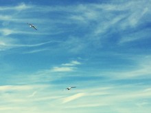 Seagulls Flying In Blue Sky