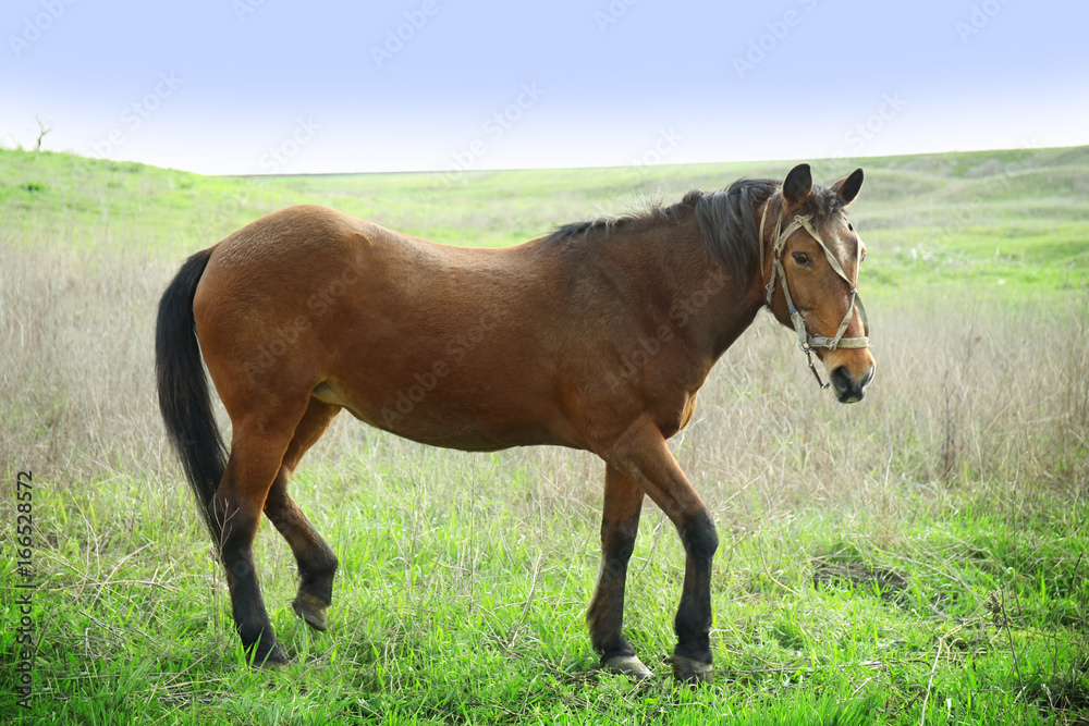 Beautiful horse gazing on field with green grass