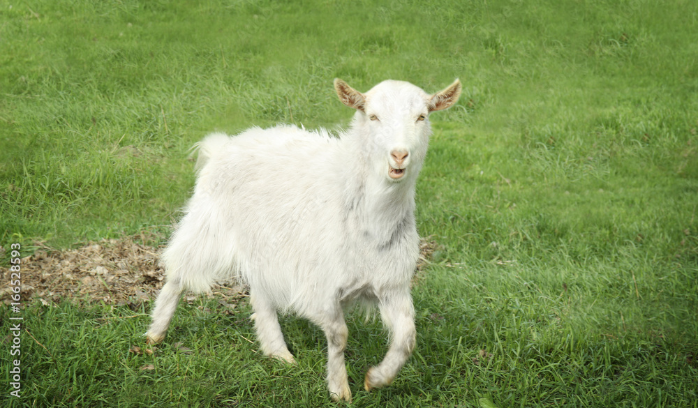 Cute white goat gazing on field with green grass