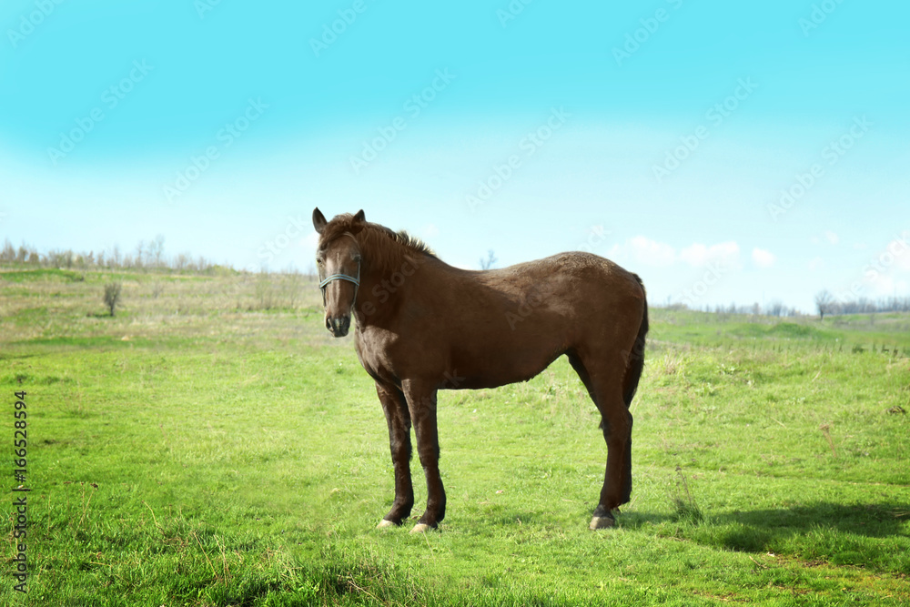 Beautiful horse gazing on field with green grass