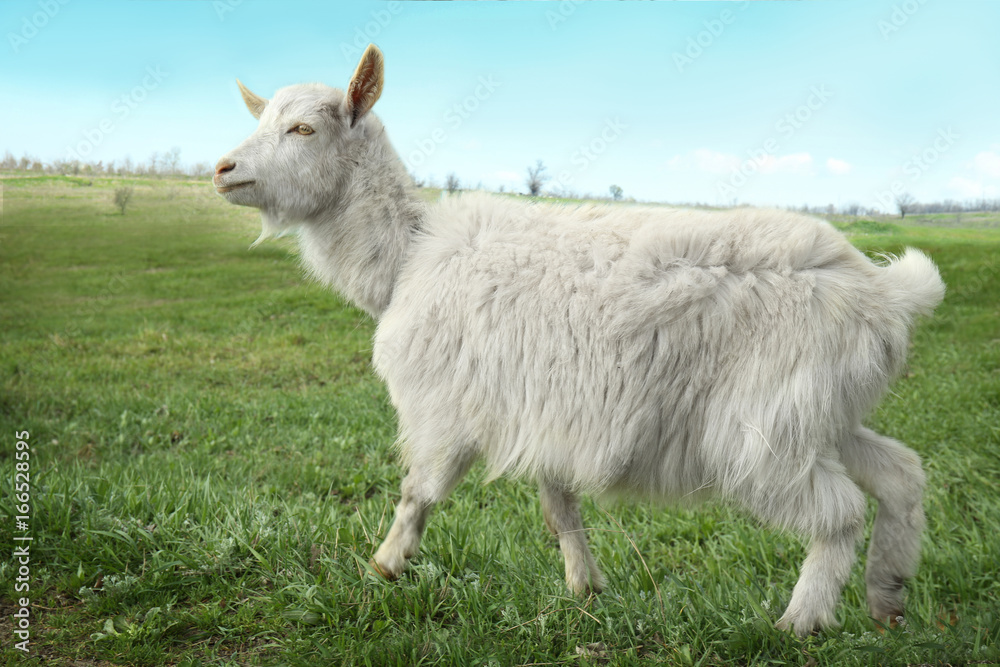 Cute goat gazing on green field