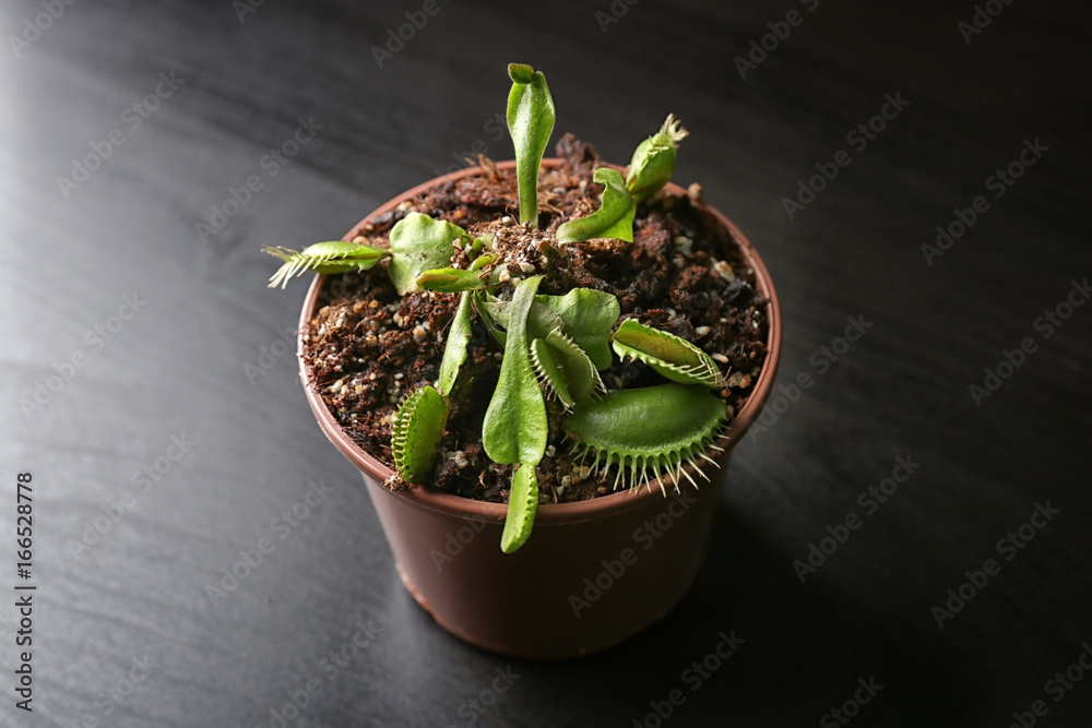 Dionaea muscipula on dark table
