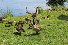 Canadian Geese And Little Goslings Of Kingston's Lake Ontario 