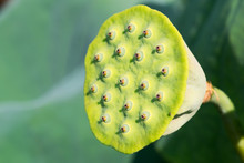 Lotus Seed Pod Close-up On A Green Background, China