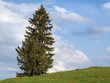 © Andy Nowack - Single Fir on pasture