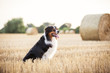 Hund Australian Shepherd sitzt bei Sonnenuntergang im Strohfeld und hat die Zunge raus