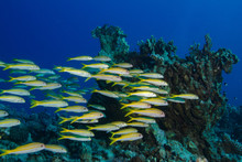 Shoal Of Yellow Fish On Blue Marine Background For Tropiclal Postcards Design
