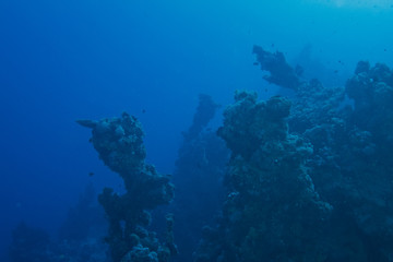 Wall Mural - dark misty underwater environment with dead reefs
