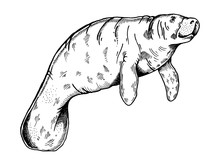 Manatee Animal Engraving Vector Illustration