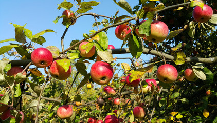 Canvas Print - branches of an apple-tree with ripe red apples