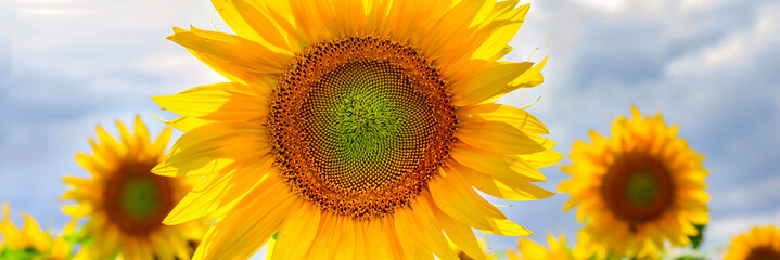 Summer web banner or backgrounds with flower of sunflower against the blue sky background