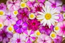 Top View Phlox And Chamomile Flowers As A Colorful Background 