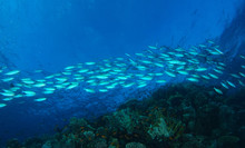 School Of Silver Fish Swim Over The Dark Reef