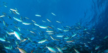School Of Silver Fish Swim In Shallow Water
