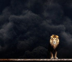 Wall Mural - Portrait of a Beautiful lion, lion in the dark smoke