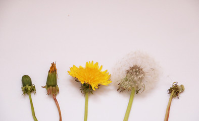 stages of life on the example of a dandelion flower