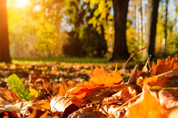  fallen leaves in autumn forest at sunny weather