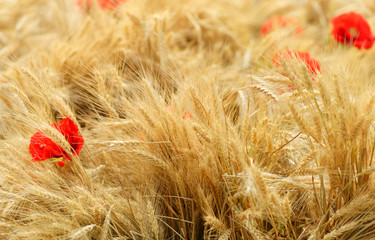 Field of golden wheat with red poppy flowers