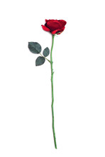 Red Rose Flower Isolated On A White Background