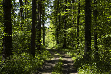 Naklejka na meble Forest Road