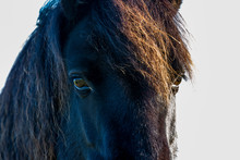 Close-up Of A Dark Horse
