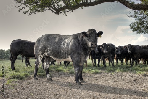 Cuadros en Lienzo Belgian Blue Bullocks on a Yorkshire Farm