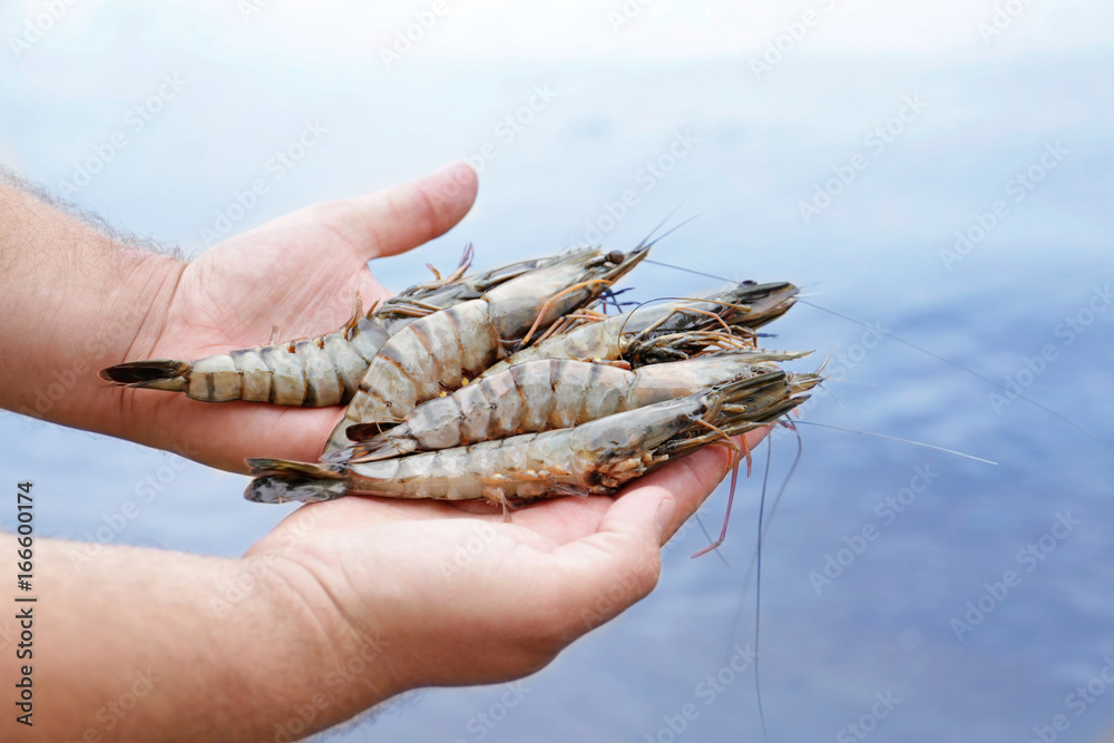 Fresh shrimps on hands, outdoors