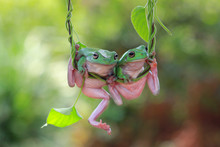 Two Dumpy Frogs On A Plant, Indonesia