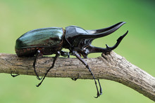 Black Beetle On A Branch, Indonesia