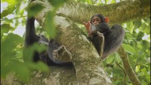Chimpanzee Baby In Tree Looking Down Chimp - Monkey, Ape, Chimp